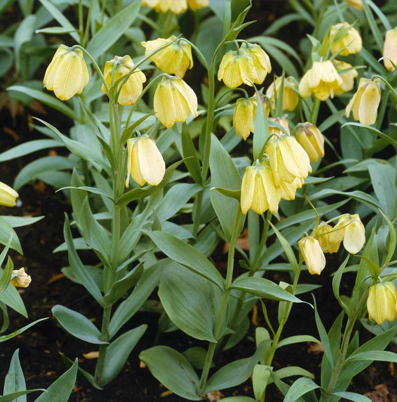 Fritillaria 'Pallidiflora'